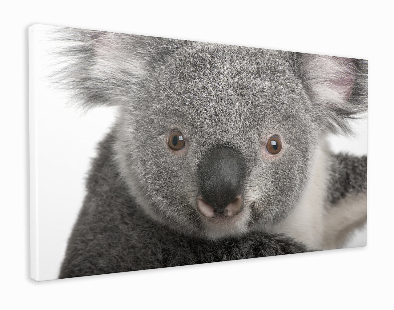 Koala close-up