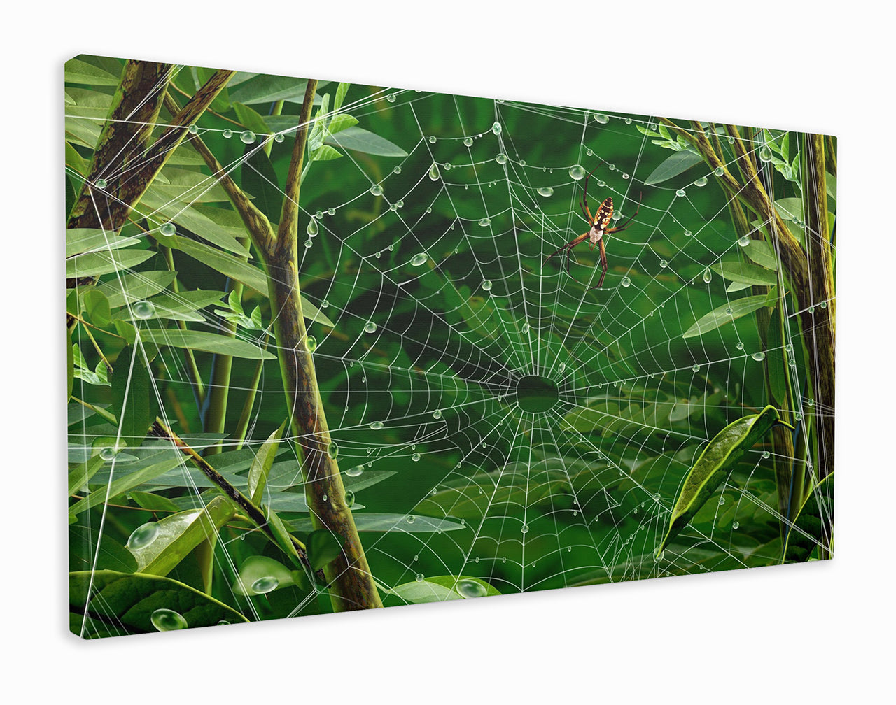 Jungle spider web