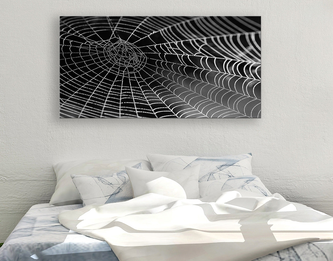 Spiders web