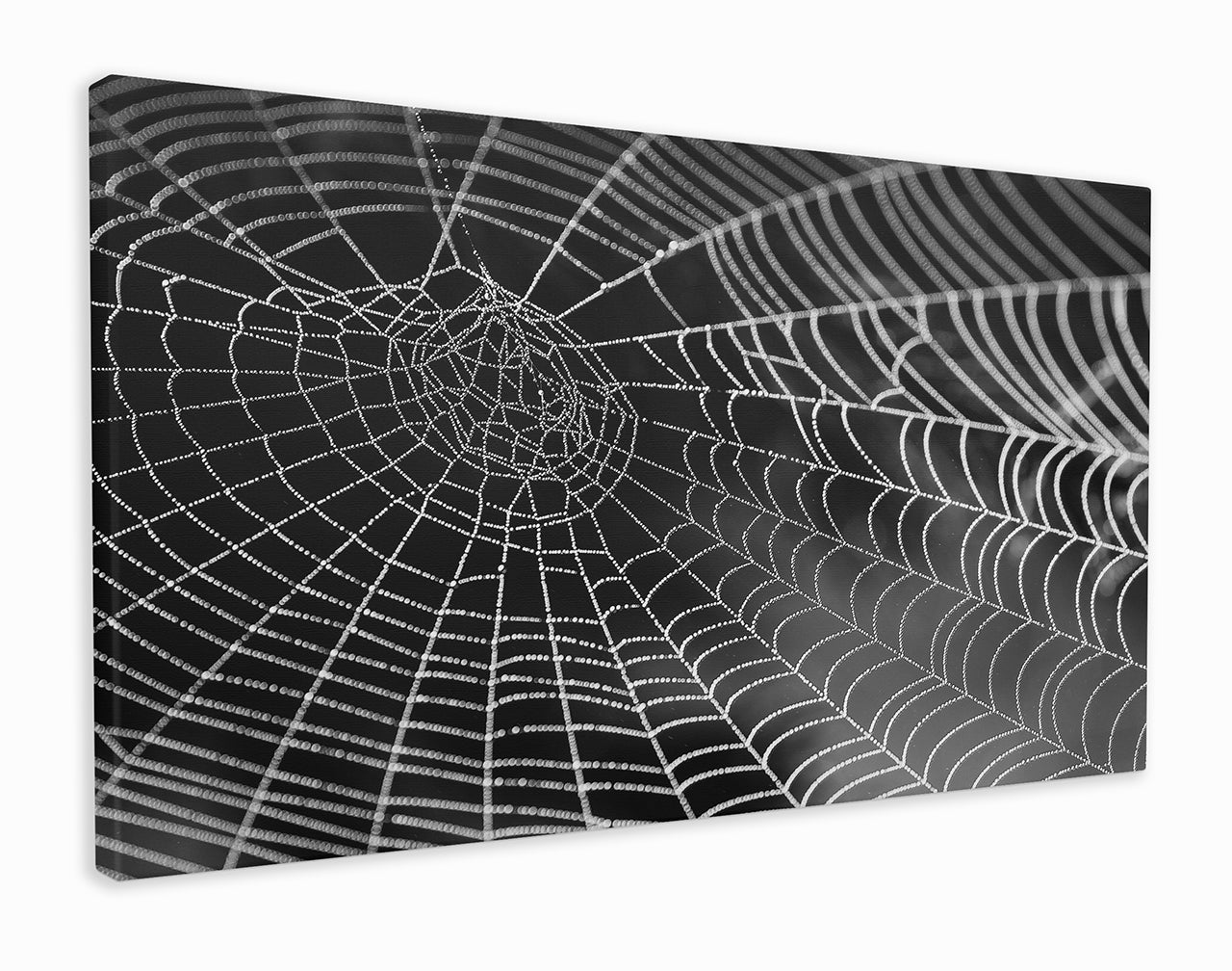 Spiders web