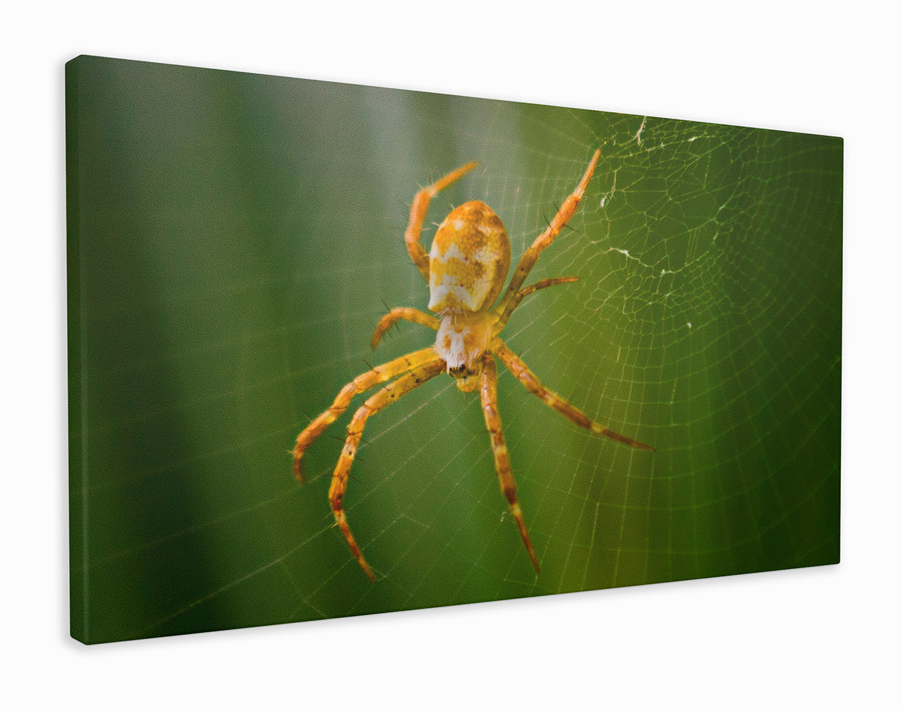 Orange and white spider