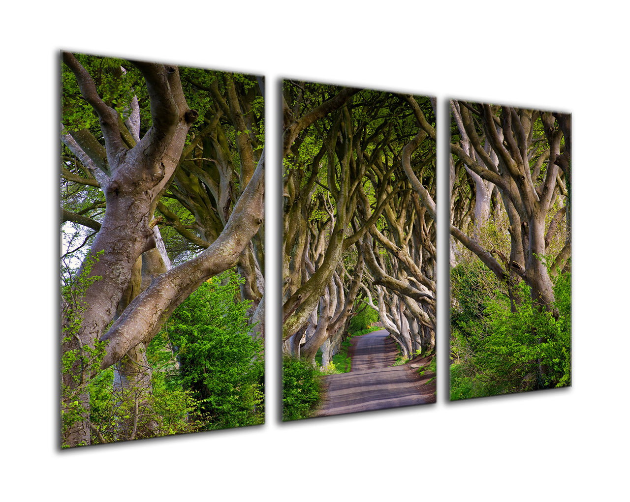 Ireland Dark Hedges