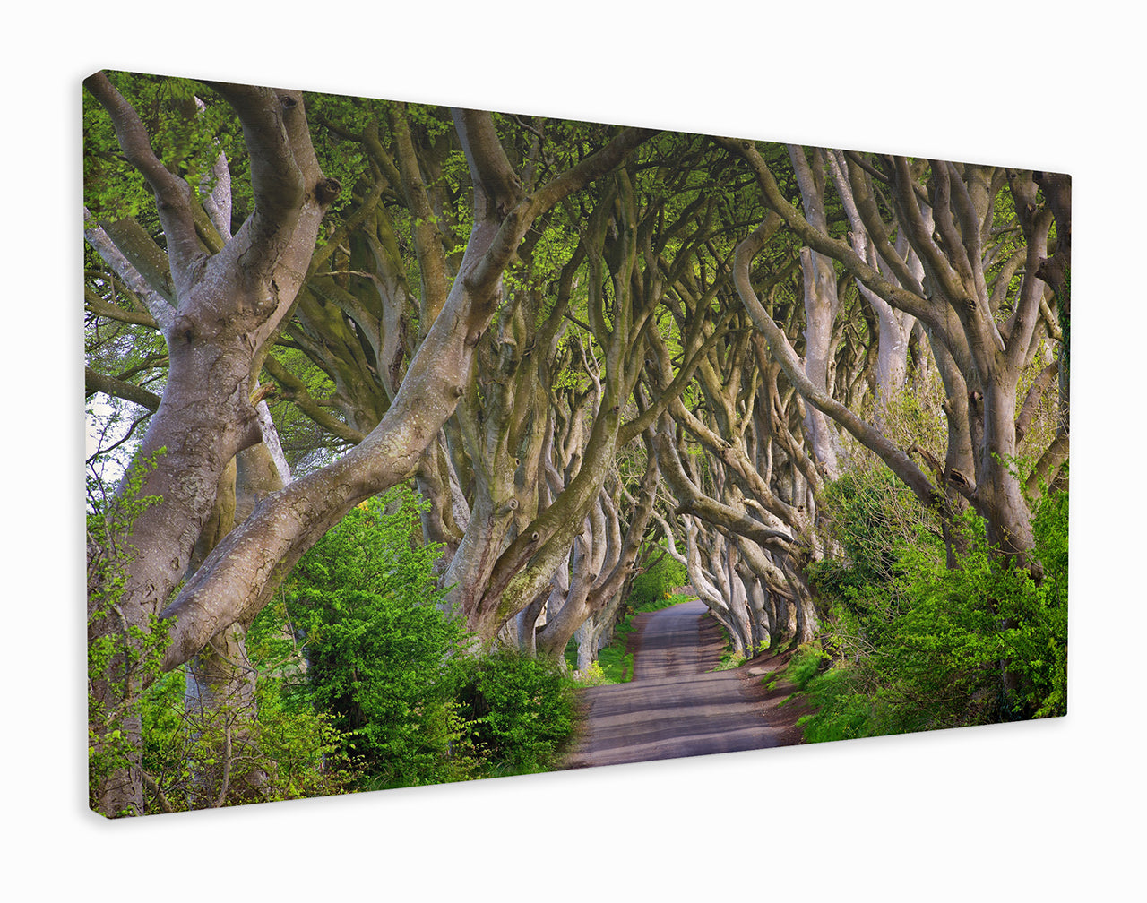 Ireland Dark Hedges