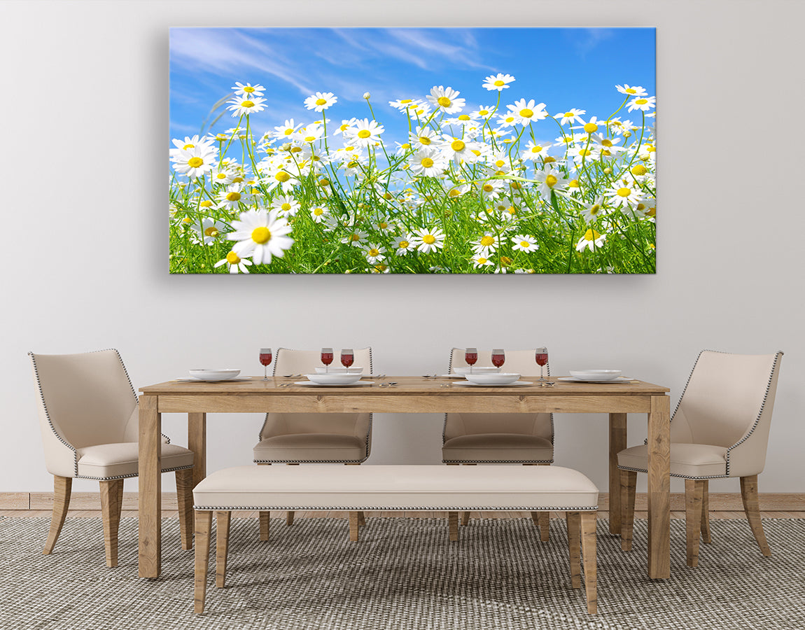 Field of daisies