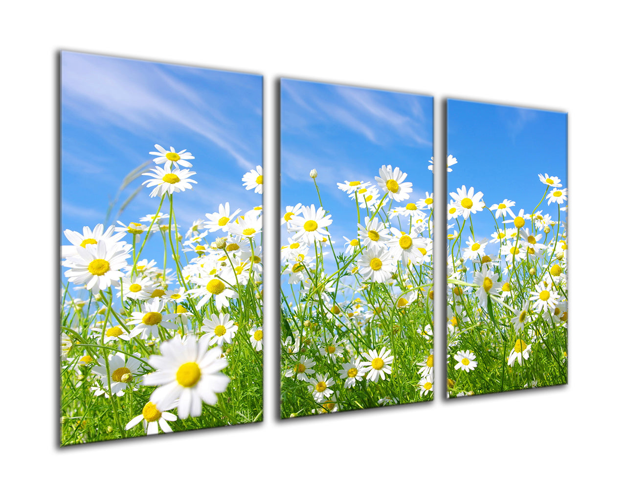 Field of daisies