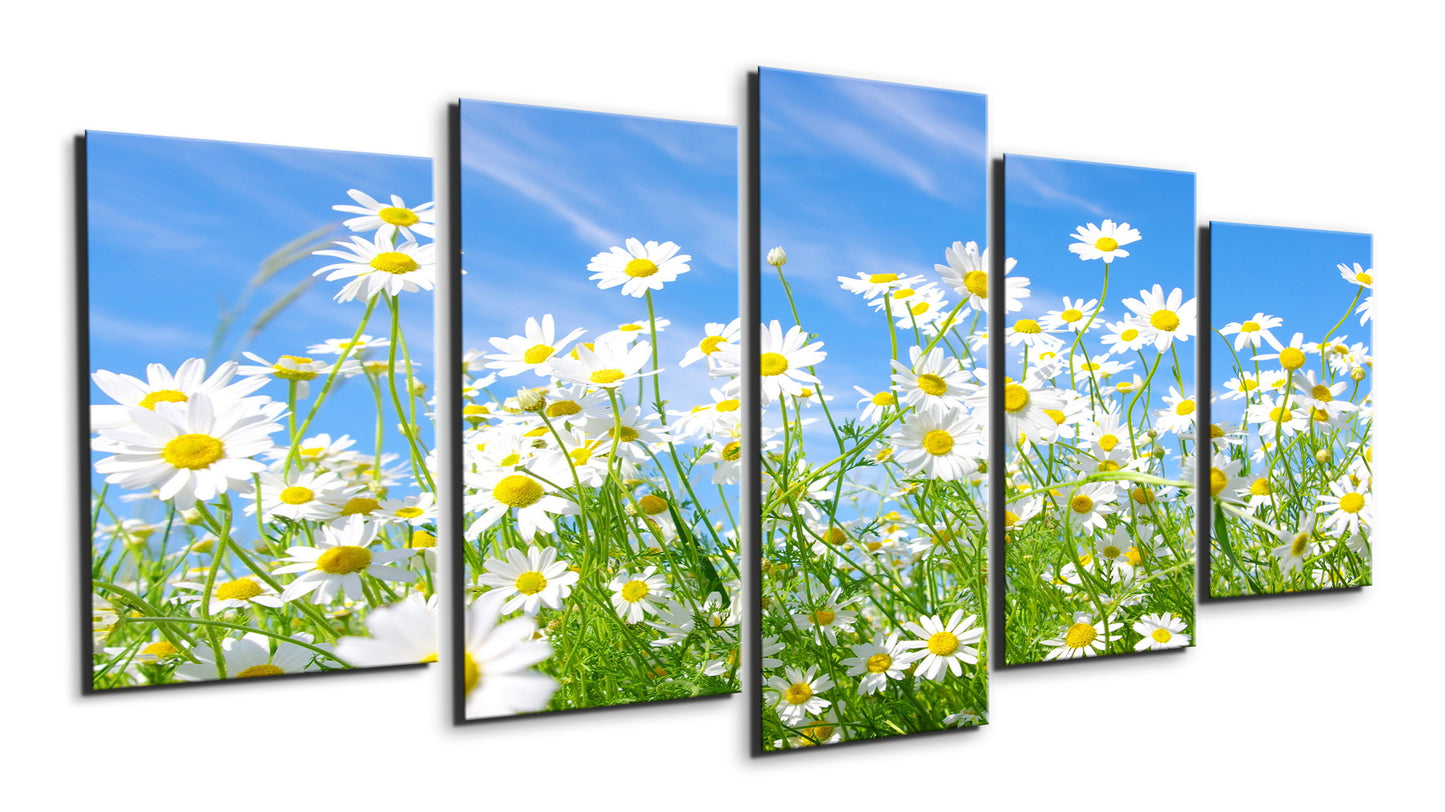 Field of daisies