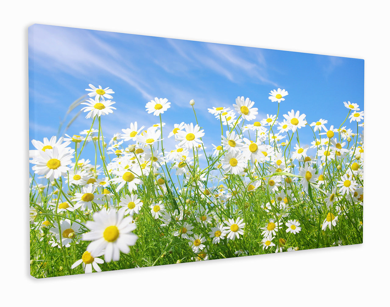 Field of daisies