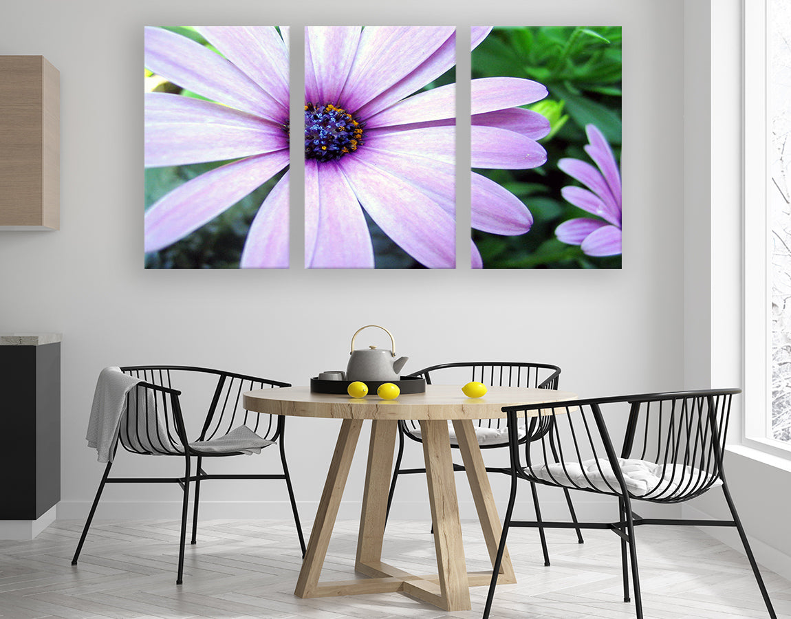 Purple coloured daisy