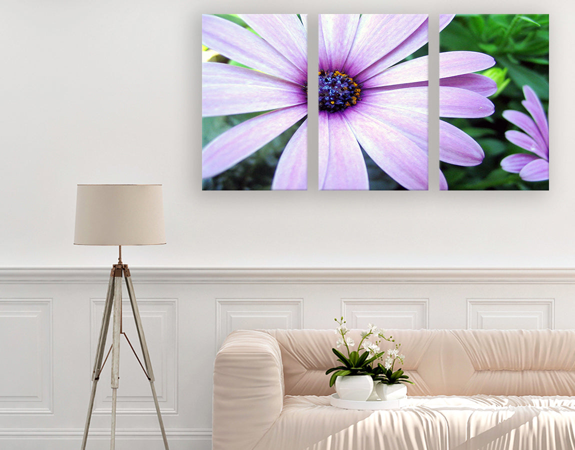 Purple coloured daisy