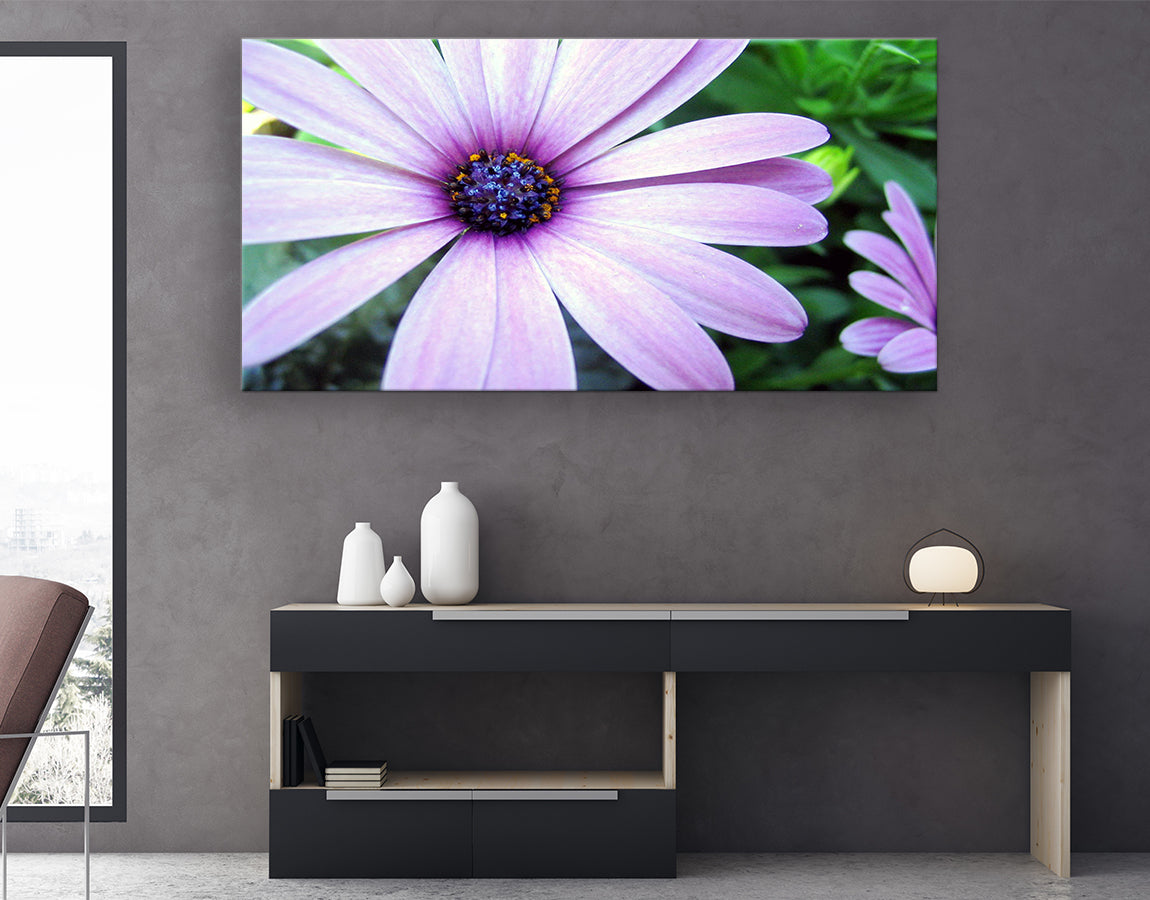 Purple coloured daisy