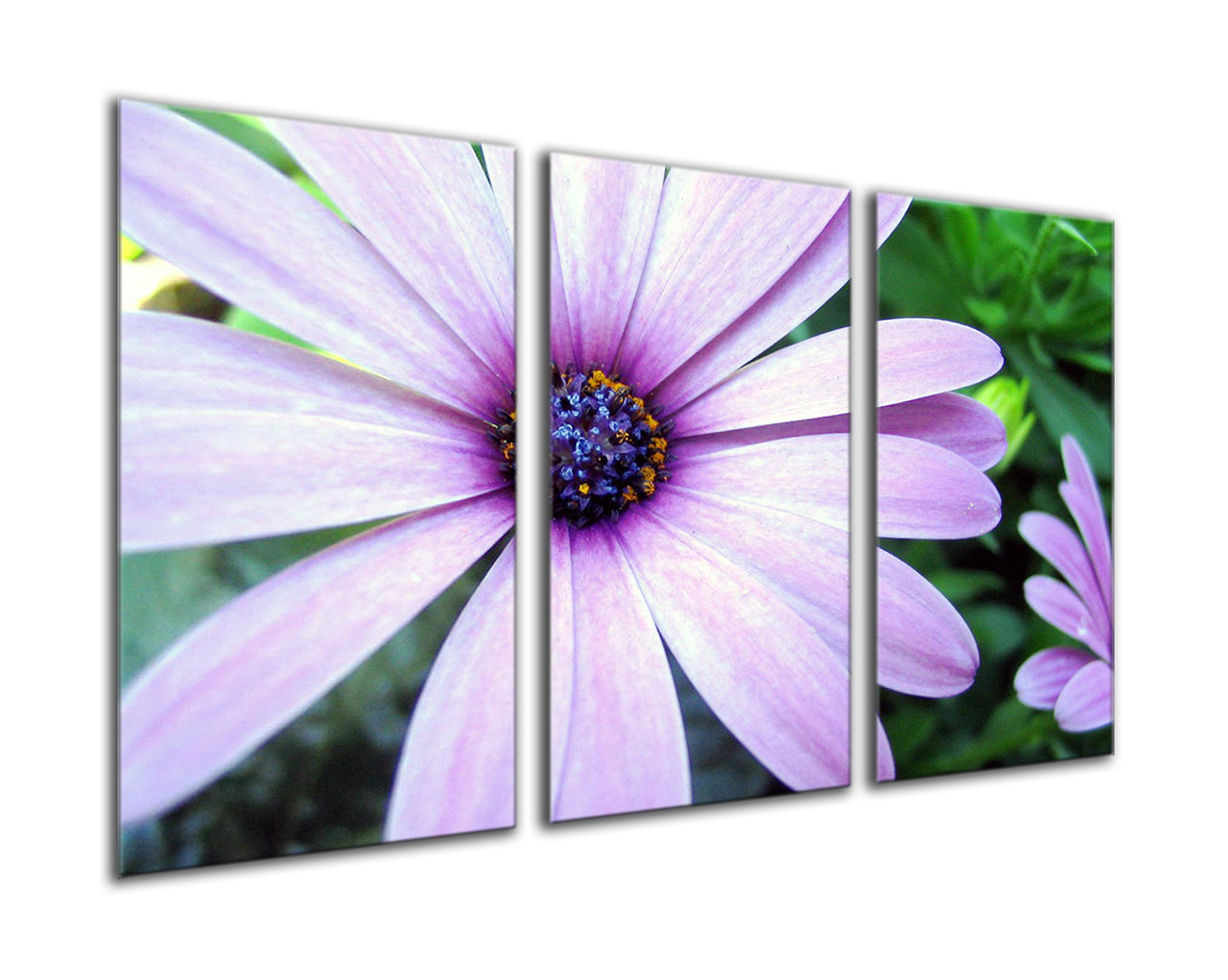 Purple coloured daisy