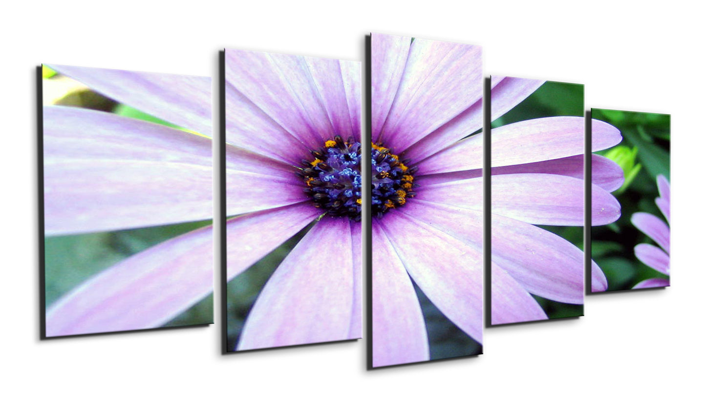 Purple coloured daisy