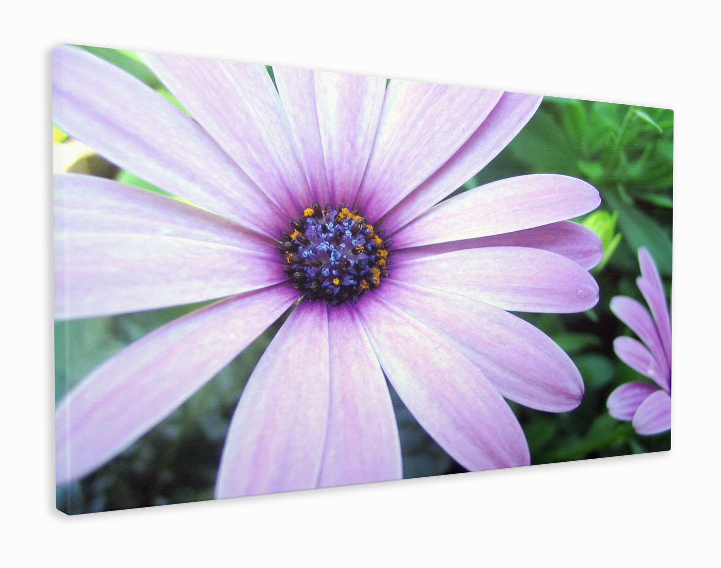 Purple coloured daisy