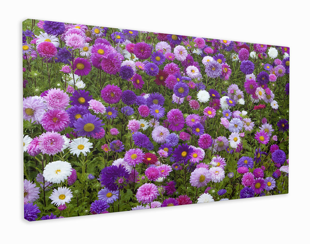 Field of flowers