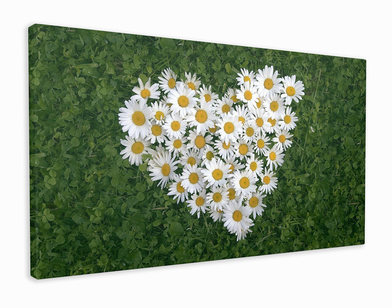 Heart of daisies