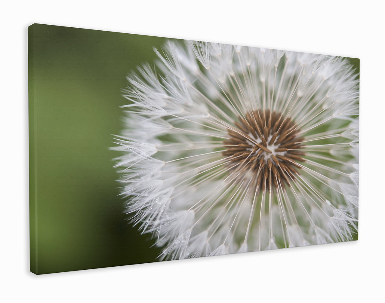 Dandelion fluff