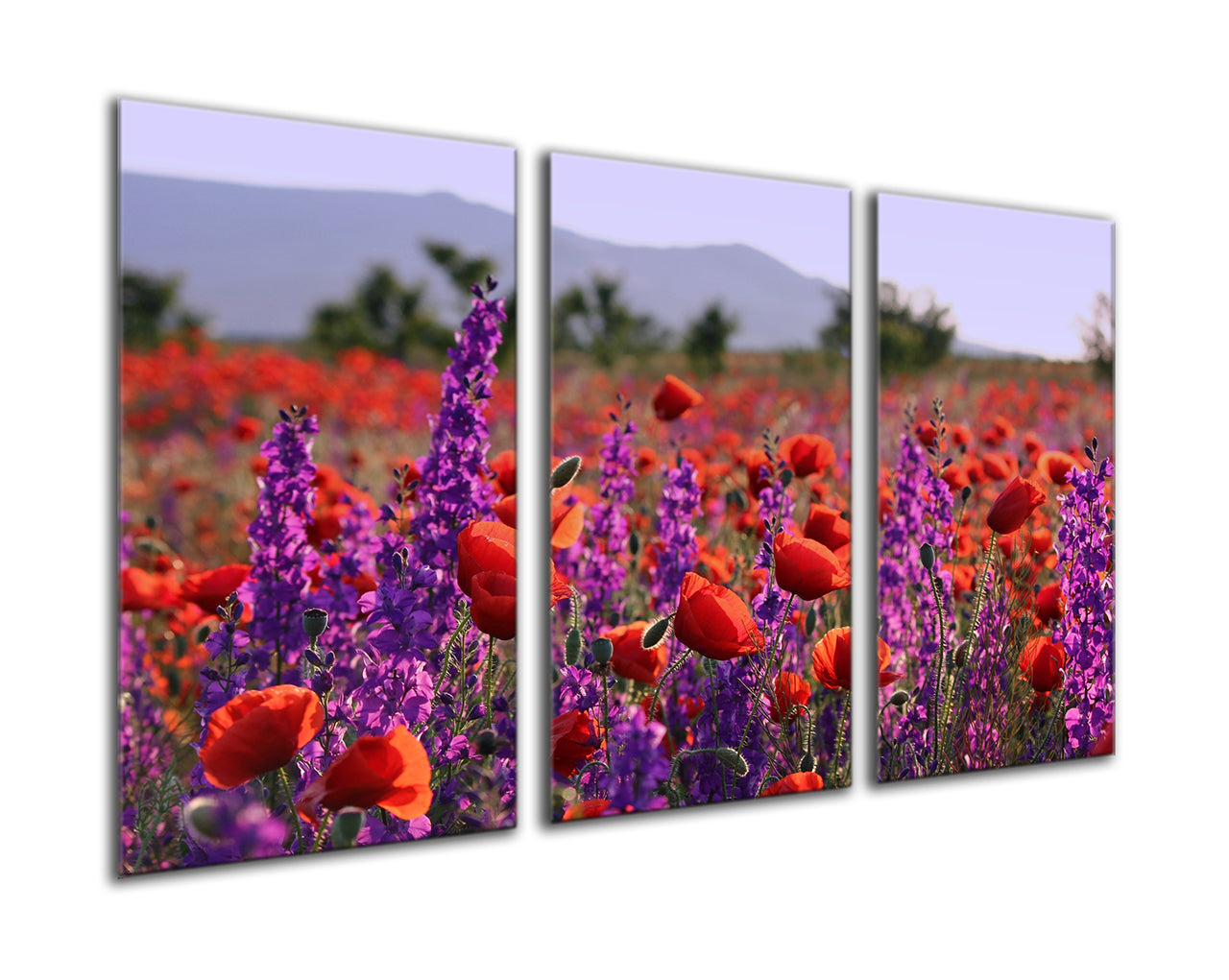 Poppies and bluebells