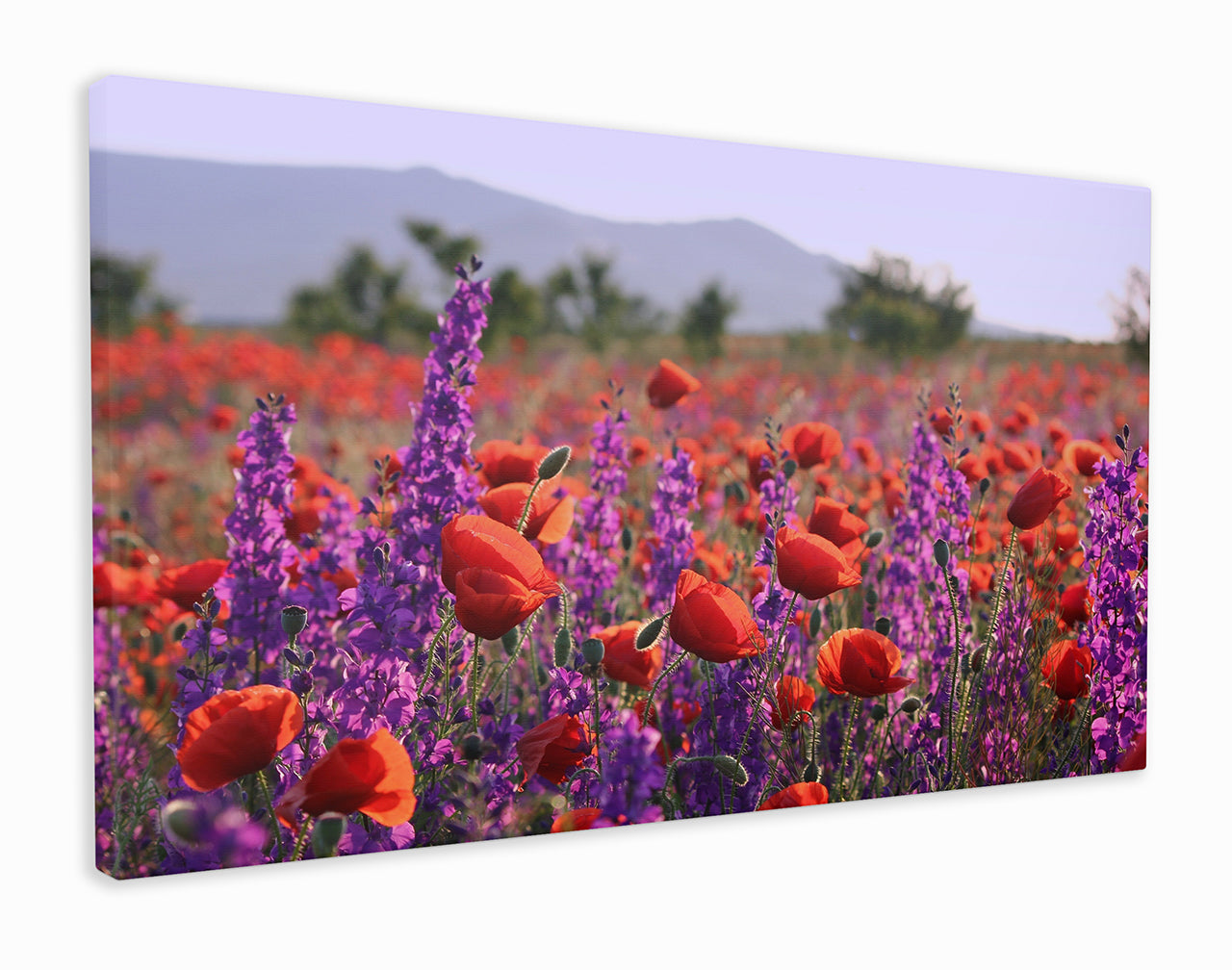 Poppies and bluebells