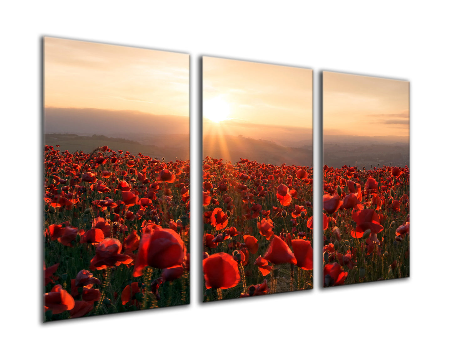 Field of poppies