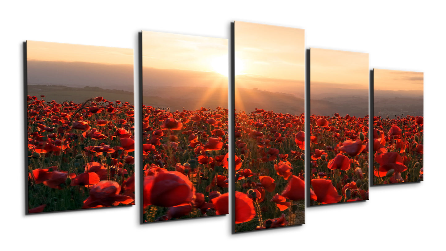 Field of poppies