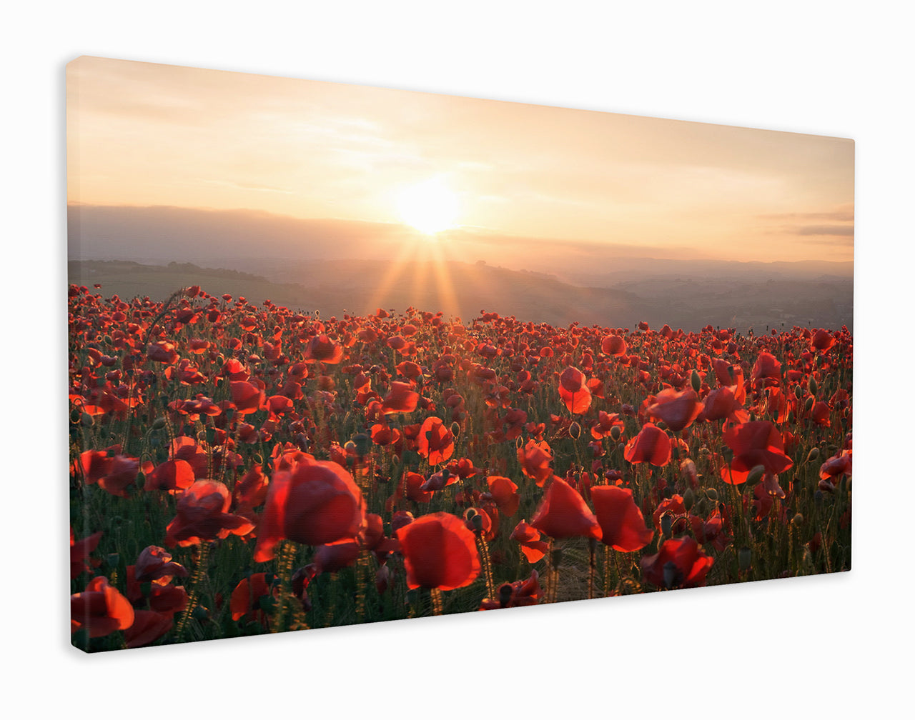 Field of poppies