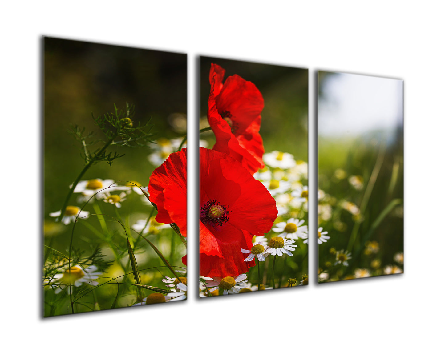 Poppies and daisy