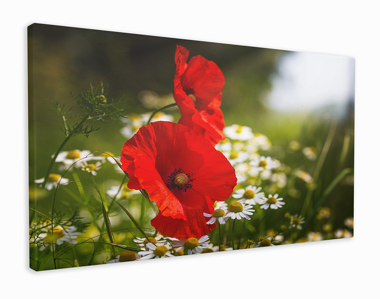 Poppies and daisy