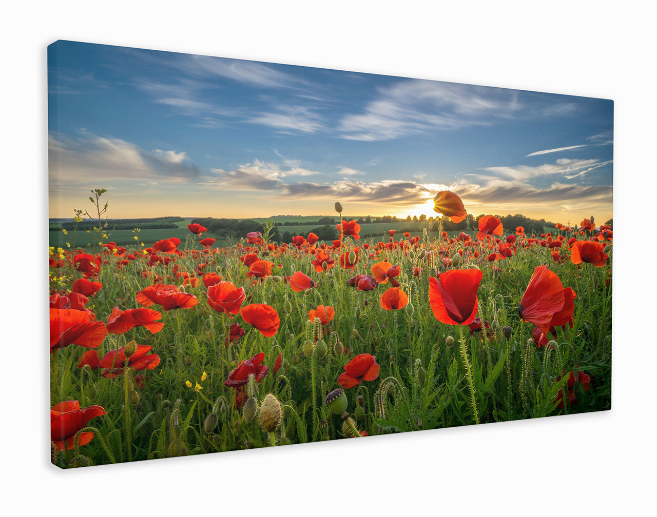 Sunrise through the poppies