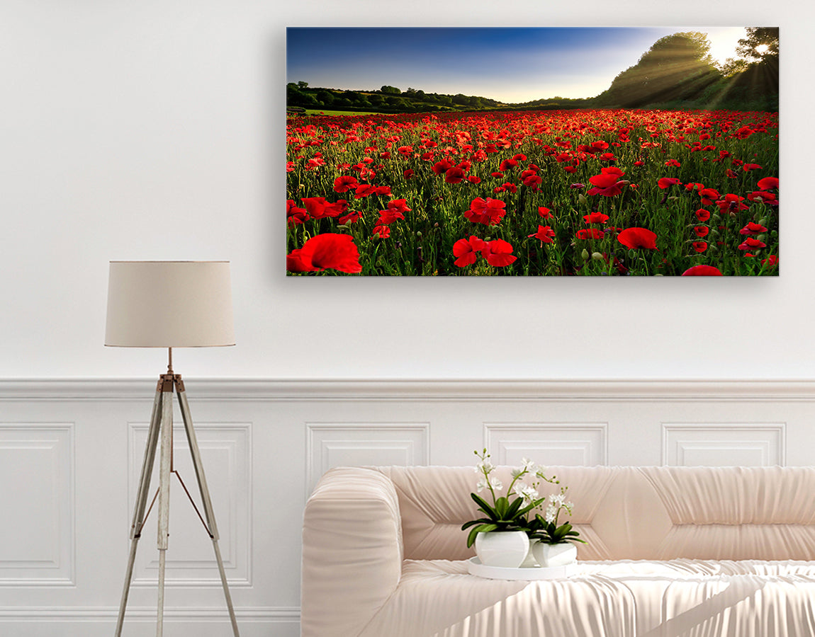 Poppy field