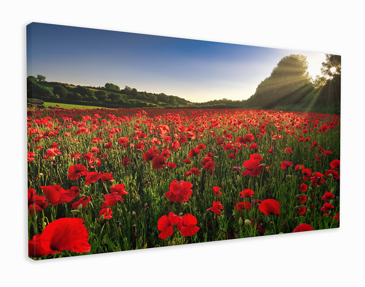 Poppy field