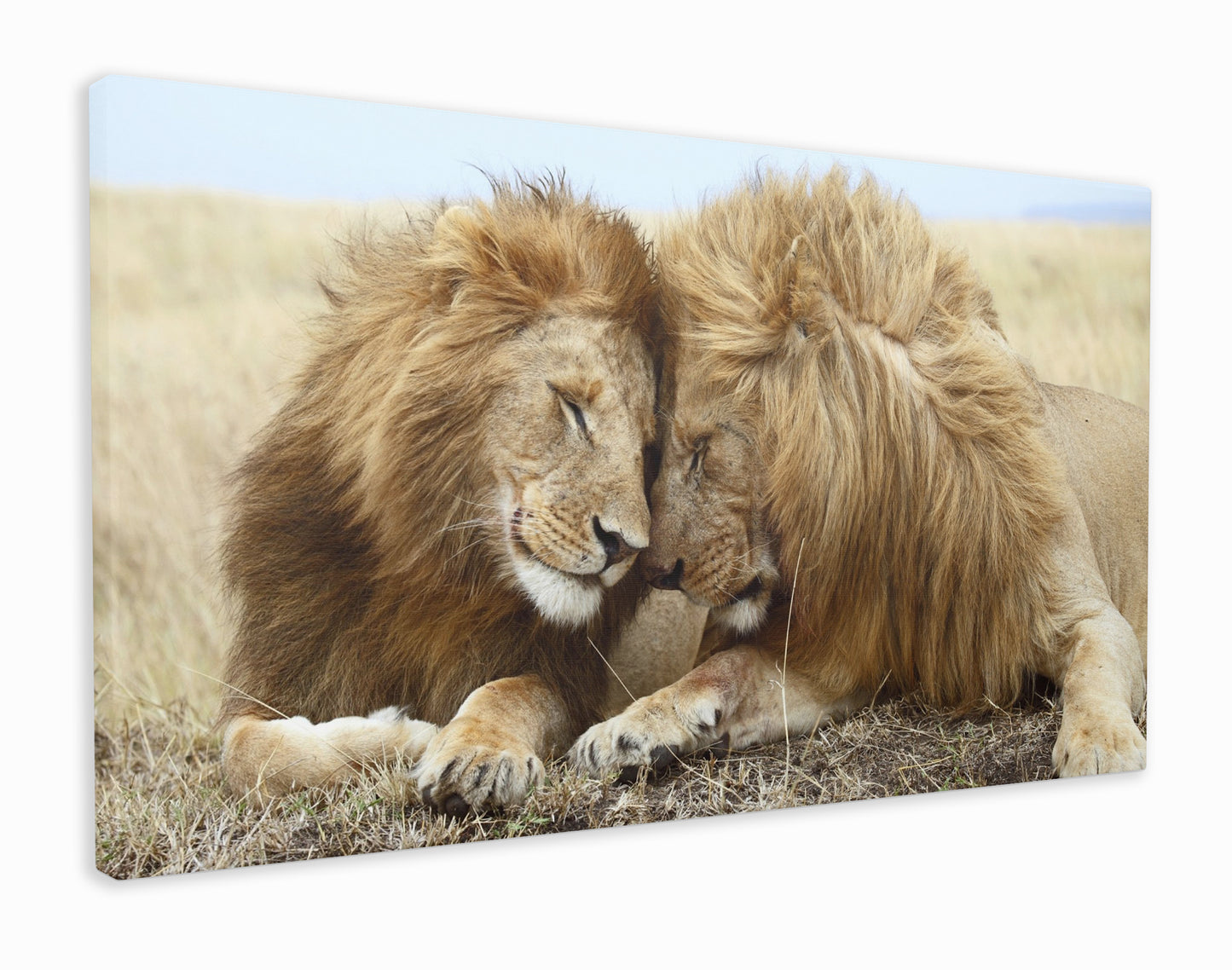 Brotherly Lion Love