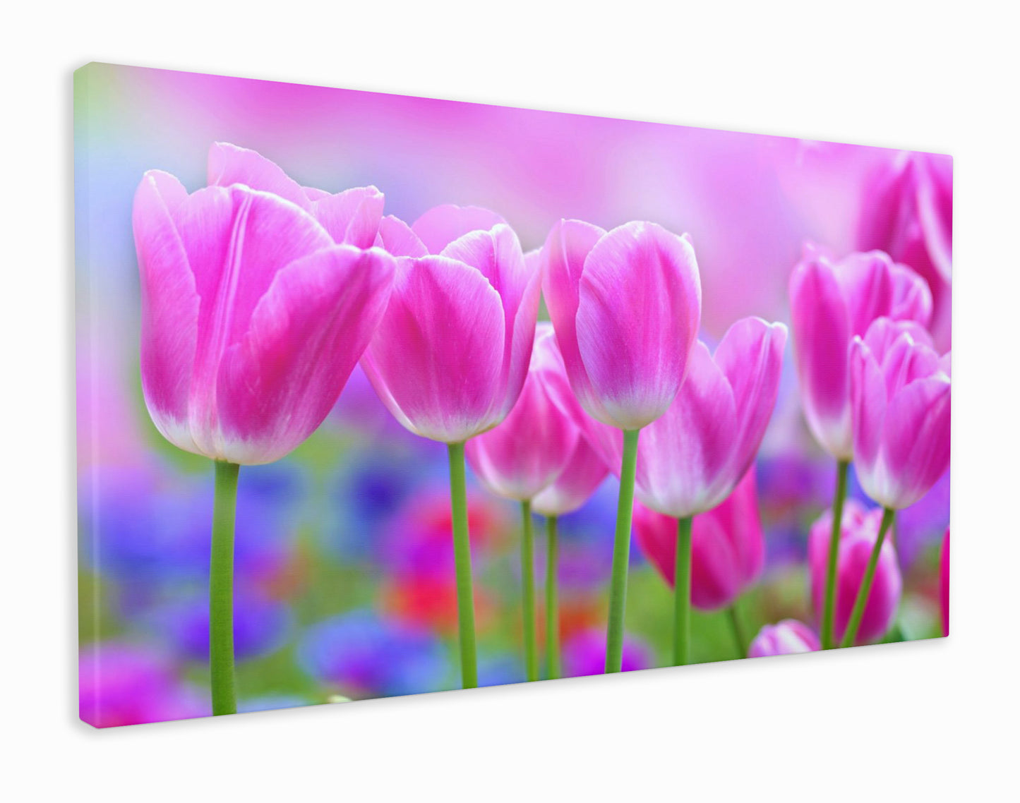 Pink Tulips