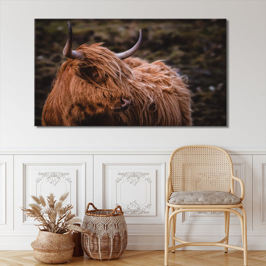 Scottish Highland Cow