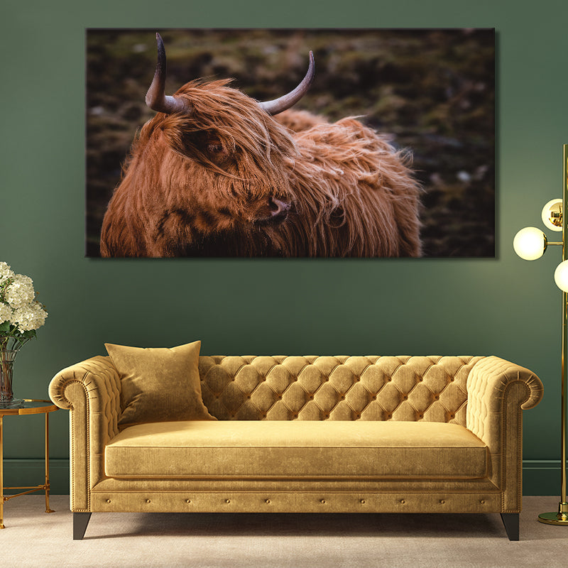 Scottish Highland Cow