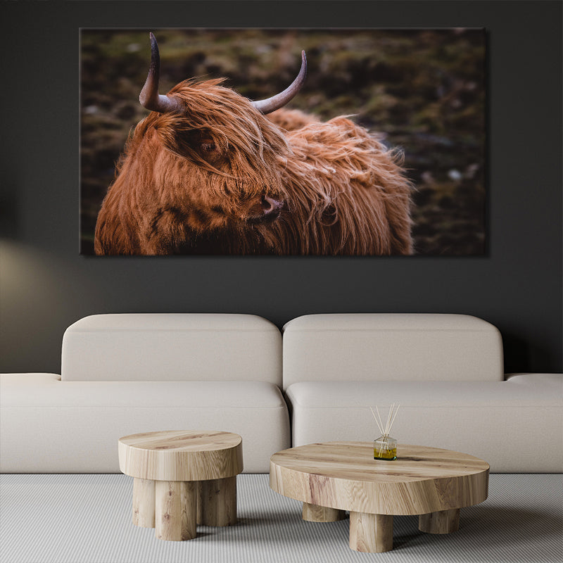 Scottish Highland Cow