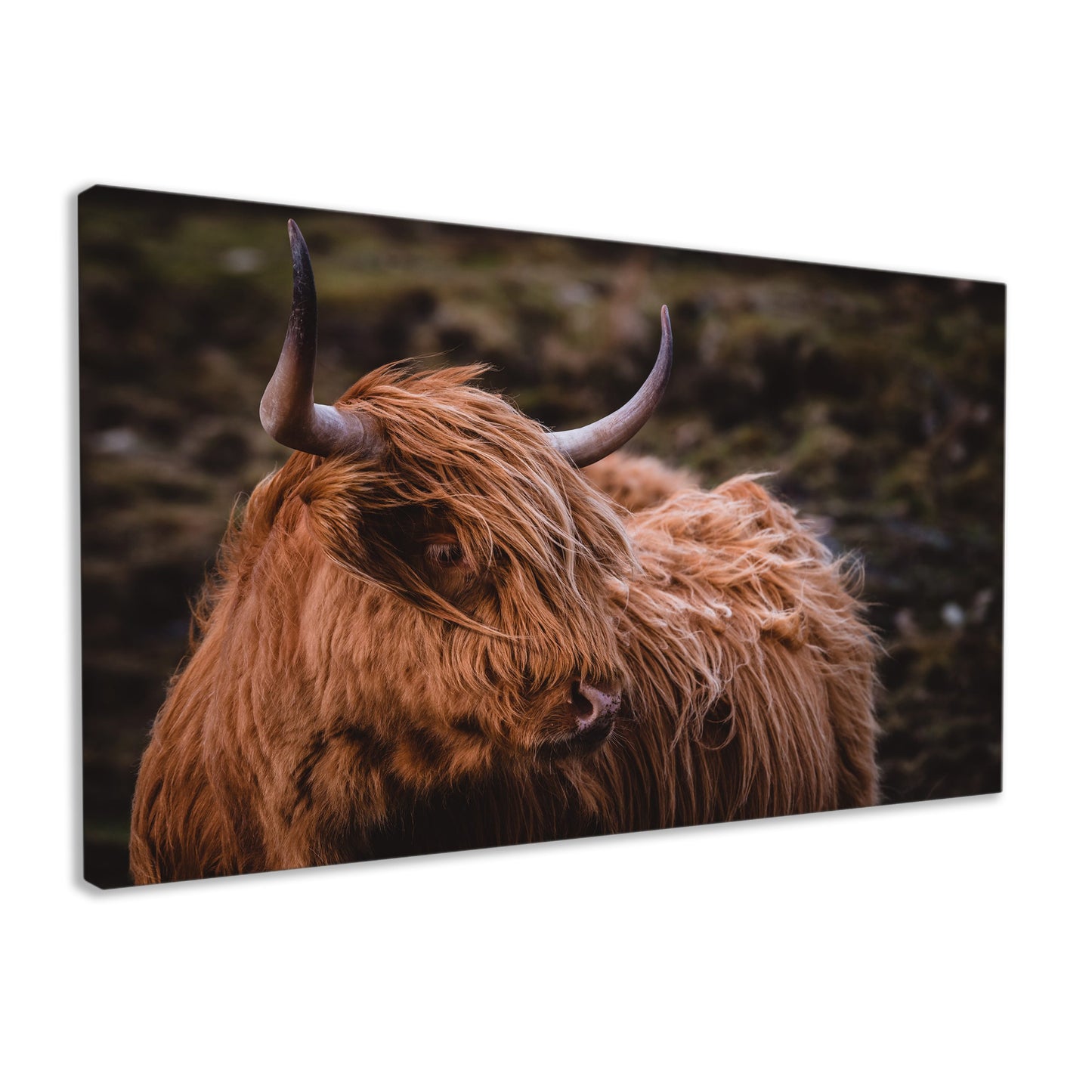 Scottish Highland Cow