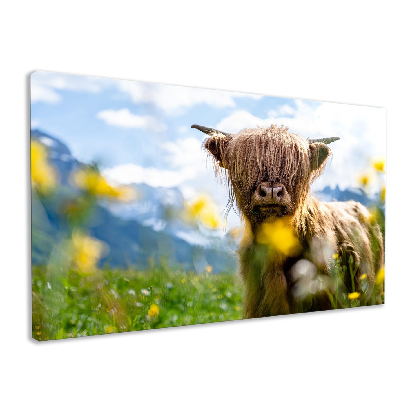 Spring Highland Cow