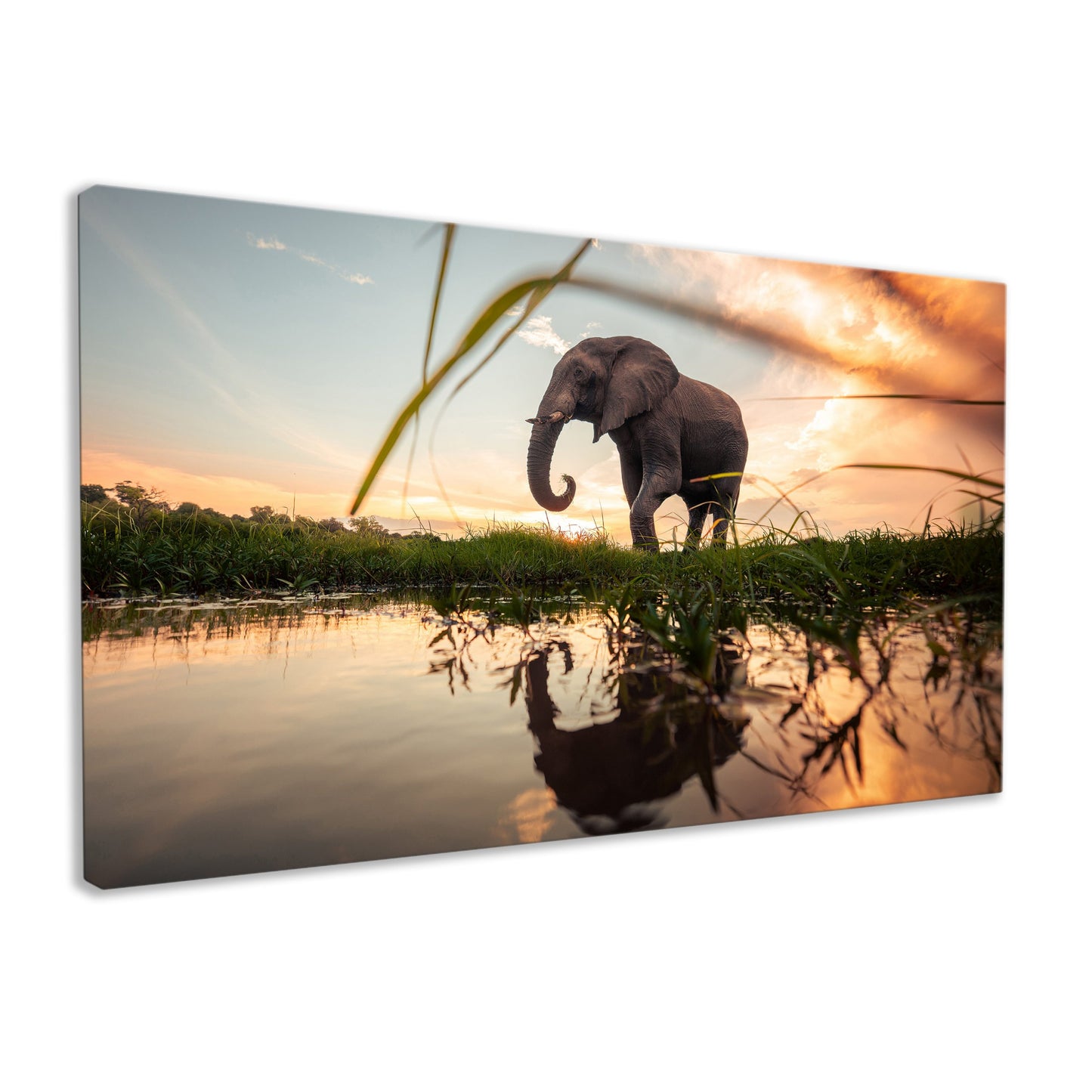 Elephant Reflection