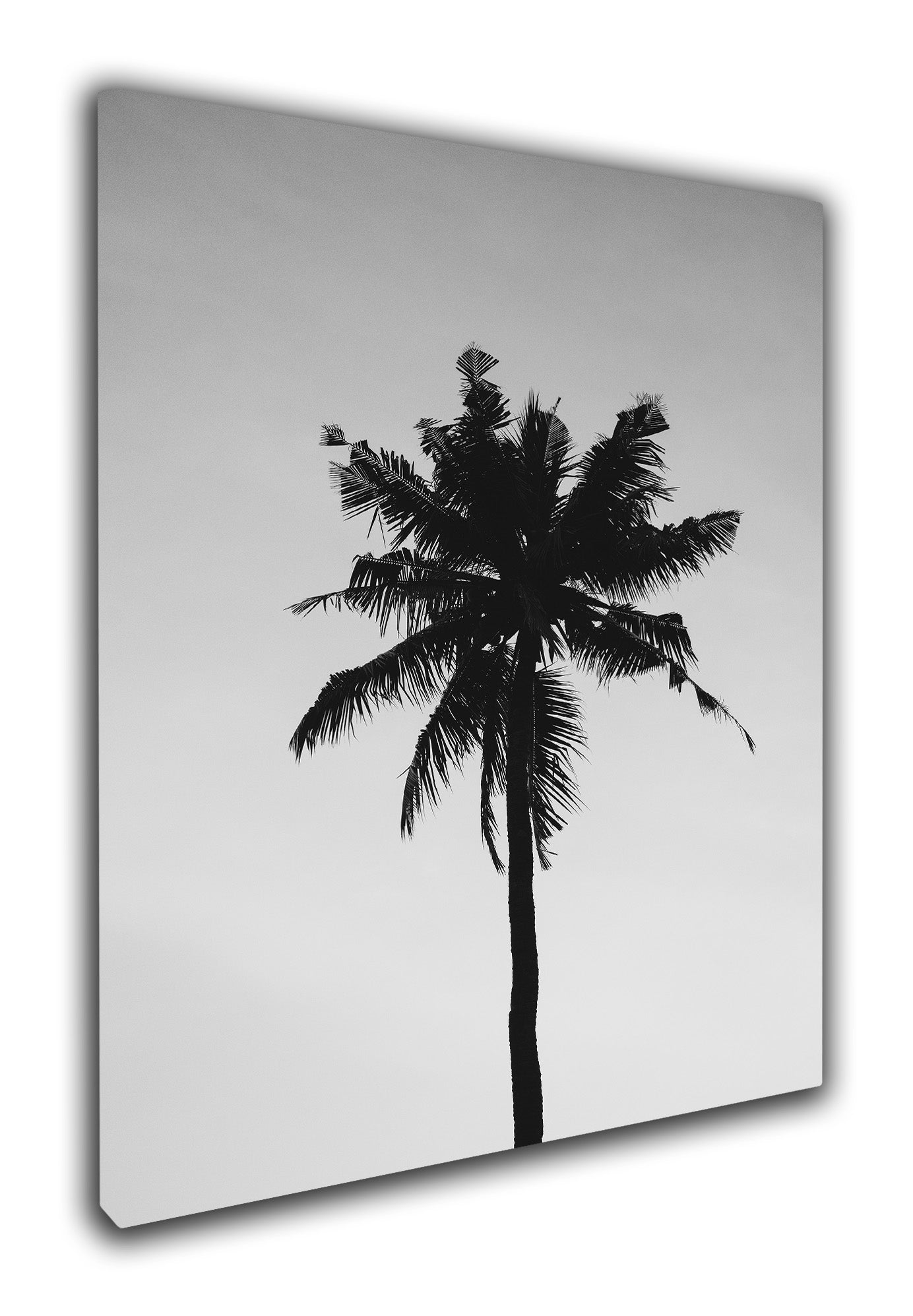 Palm tree