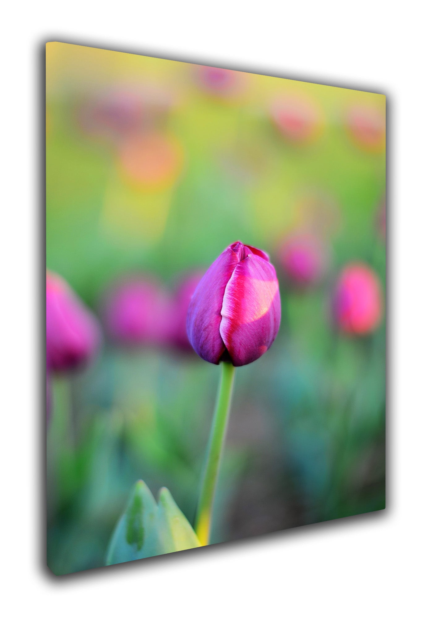 Stunning tulip